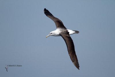 Shy Albatross