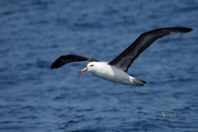 Black-browed Albatross