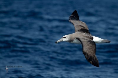 Shy Albatross