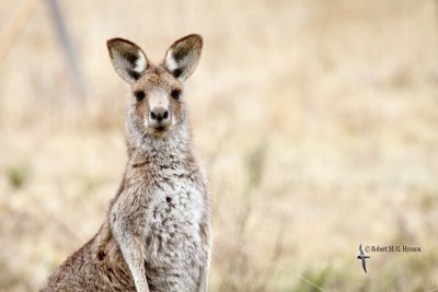Eastern Grey Kangaroo