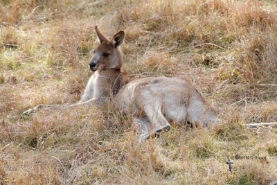 Eastern Grey Kangaroo