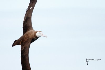 Wandering Albatross