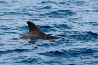 Pygmy Killer Whale