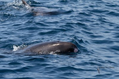 Pygmy Killer Whale