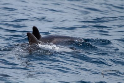 Pygmy Killer Whale