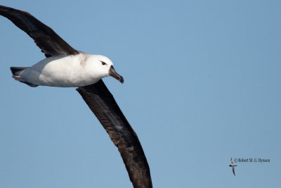 Black-browed Albatross