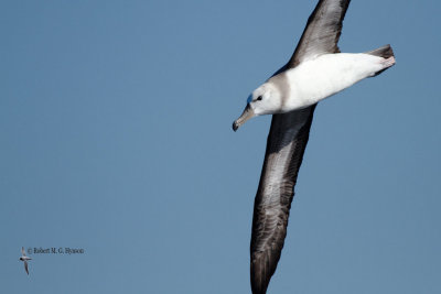 Black-browed Albatross