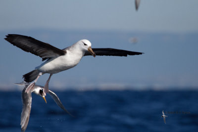 Black-browed Albatross