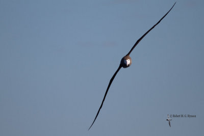 Wandering Albatross