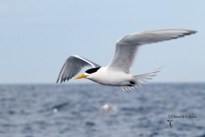 Crested Tern