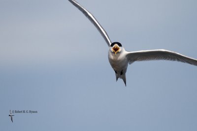 Crested Tern