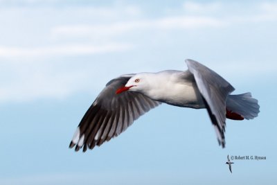 Silver Gull