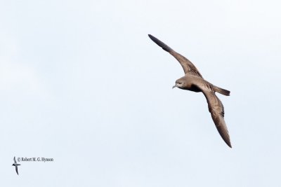 Wedge-tailed Shearwater