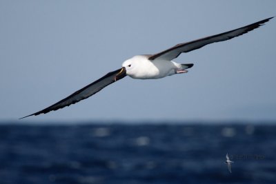 Indian Yellow-nosed Albatross