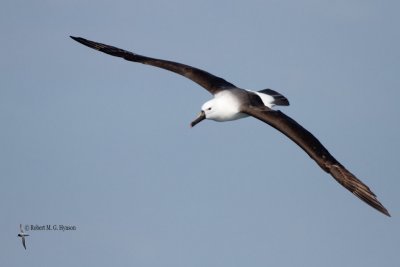 Indian Yellow-nosed Albatross