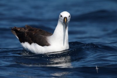 Indian Yellow-nosed Albatross