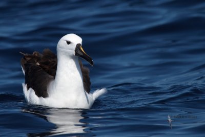 Indian Yellow-nosed Albatross