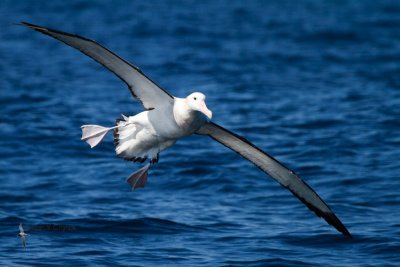 Wandering Albatross