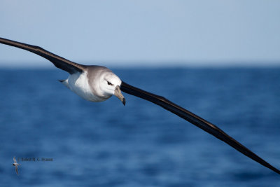 Black-browed Albatross