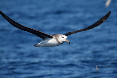 Black-browed Albatross