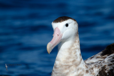 Wandering Albatross