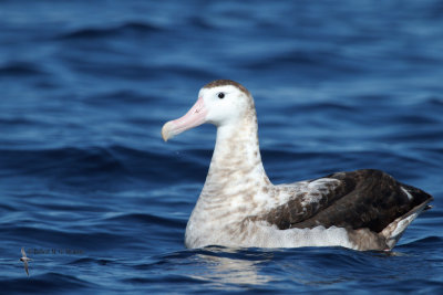 Wandering Albatross