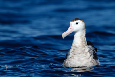 Wandering Albatross