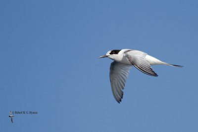 White-fronted Tern