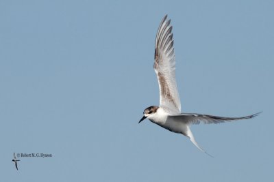 white-fronted_tern
