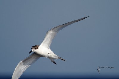 White-fronted Tern