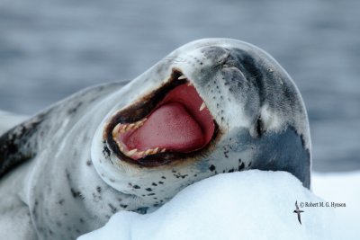 Leopard Seal