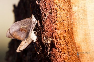 australian_butterflys_and_moths