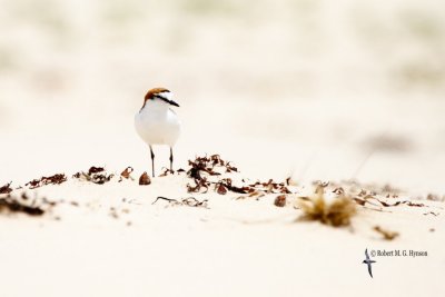 Red-capped Plover