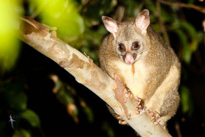 Brush-tailed Possum