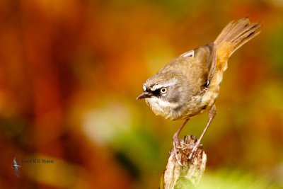 White-browed Scrubwren