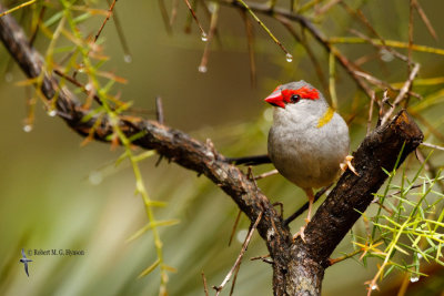 Red-browed Finch