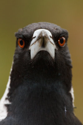 Australian Magpie
