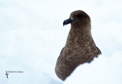 Brown Skua