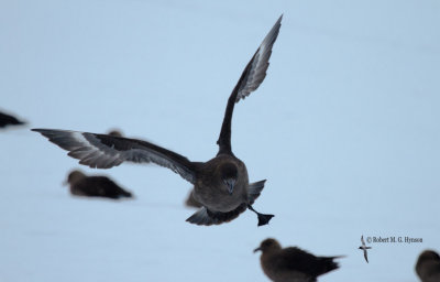 Brown Skua