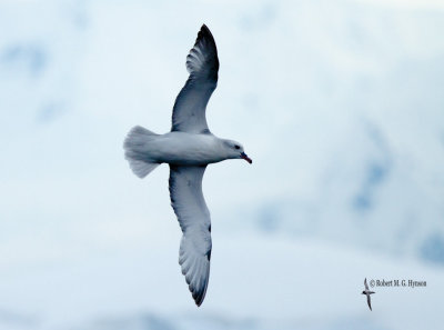 Southern Fulmar