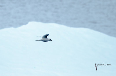 Snow Petrel