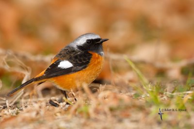 Daurian Redstart