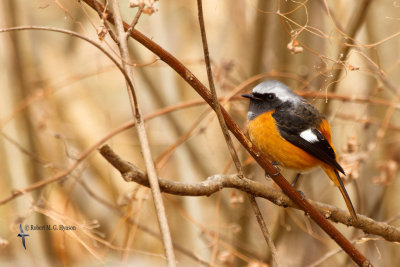 Daurian Redstart