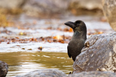 Large-billed Crow