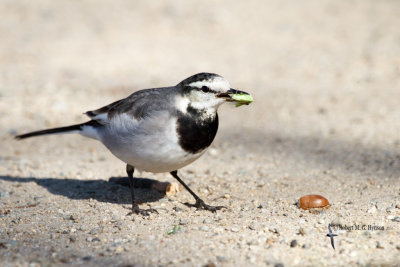 White Wagtail