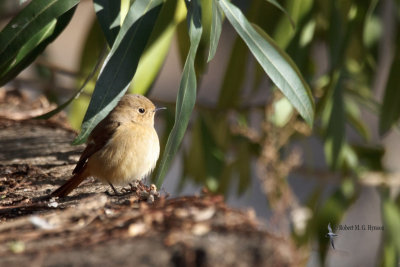 Daurian Redstart