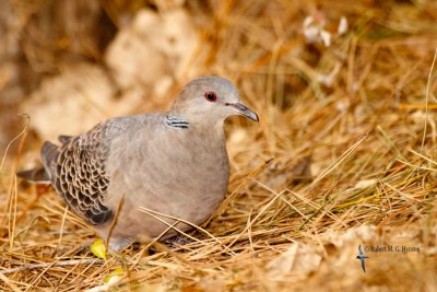 Oriental Turtle Dove