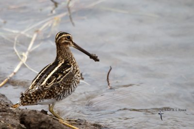 Common Snipe