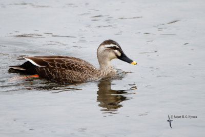 Spot-billed Duck