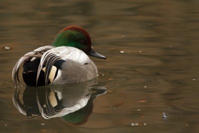 Falcated Duck